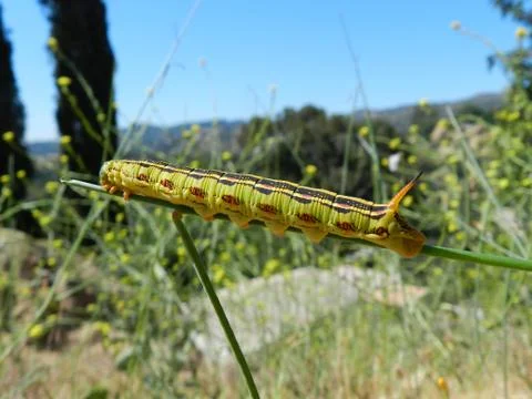 The Sphinx Caterpillar Stock Photos