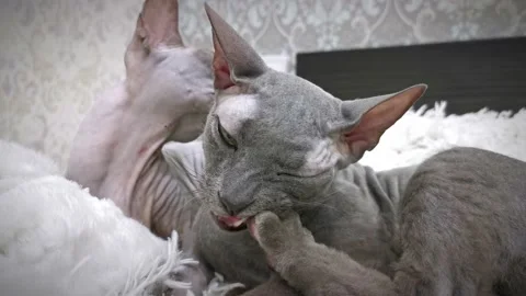 Sphinx cats lick each other Stock Footage 230729613