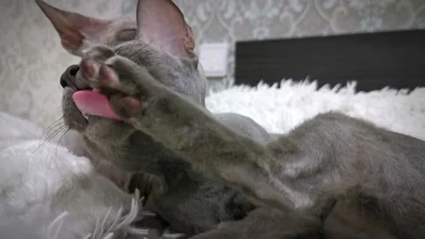 Sphinx cats lick each other Stock Footage 230729643