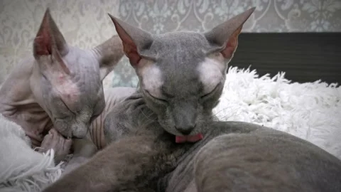 Sphinx cats lick each other Stock Footage 230729675
