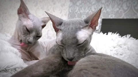 Sphinx cats lick each other Stock Footage 230729684