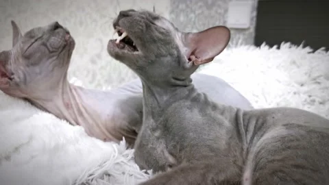 Sphinx cats lick each other Stock Footage 230729714