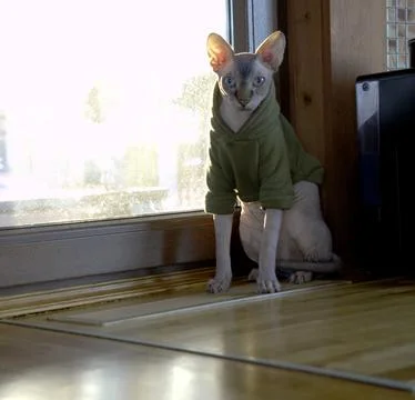 Sphinx in clothes, bald cat in a warm shawl, naked cat in a sweater Stock Photos