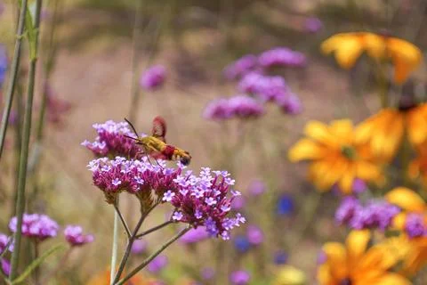 Sphinx gassed Stock Photos