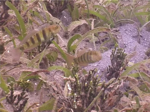 Sphinx goby hovering on seagrass meadow, Amblygobius sphynx, UP4682 Stock Footage