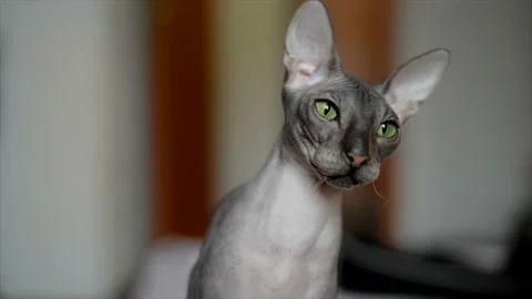 Sphinx with green eyes watching the camera Stock Footage 161102198