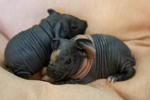 Sphinx guinea pig Stock Photos