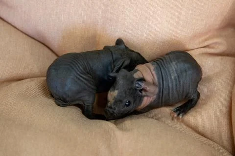 Sphinx guinea pig Stock Photos