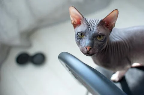 Sphinx kitten sitting, looking at the camera Stock Photos