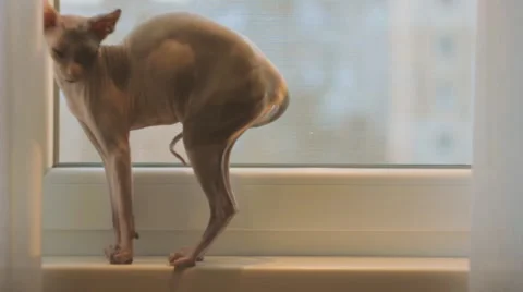 Sphinx lies on the windowsill Video stock 60030794