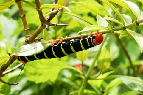 Sphinx moth caterpillar Stock Photos