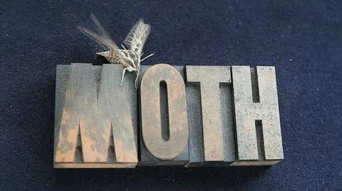 Sphinx moth on old wood type word Stock Footage 22158175