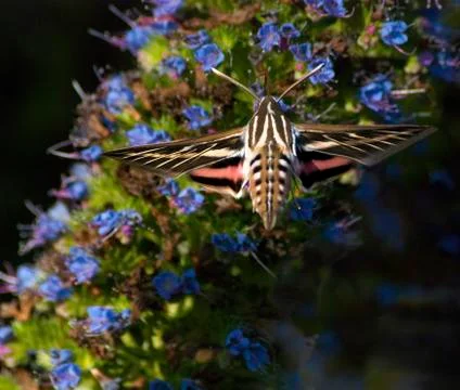 Sphinx Moth Stock Photos