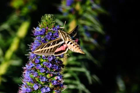 Sphinx Moth Stock Photos