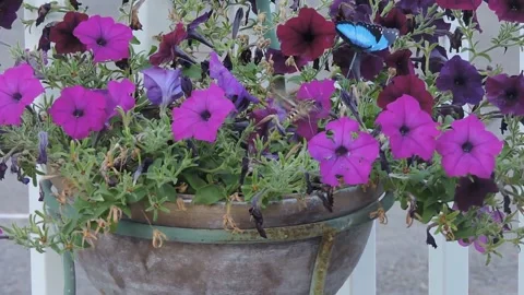 Sphinx Moth Pollinating Flowers Stock Footage 149802802