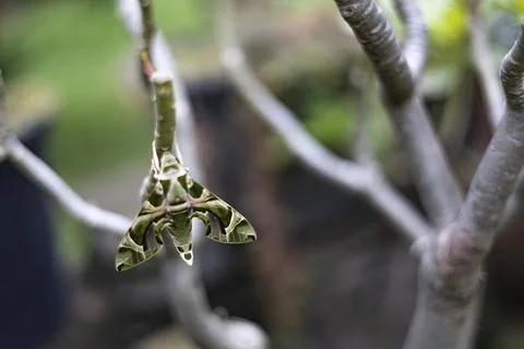 Sphinx Moth Resting On Branch Stock Photos