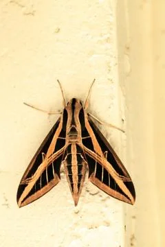 Sphinx moth Sphingidae with large wings Stock Photos