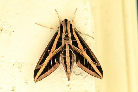 Sphinx moth Sphingidae with large wings Foto stock