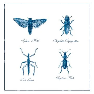 Sphinx Moth, Stag beetle, Stick Insect and Zuphium Beetle Vintage Collection Stock Illustration