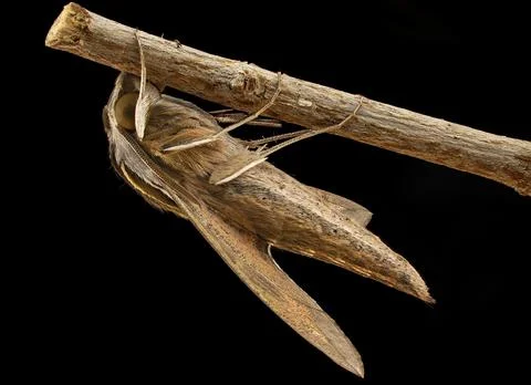 Sphinx Or Hawk Moth Macro Side View Stock Photos