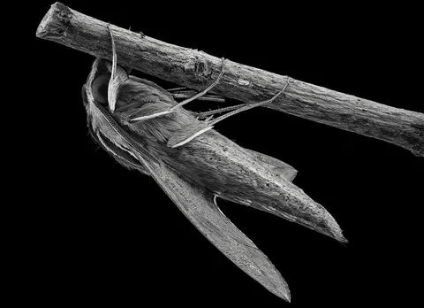 Sphinx Or Hawk Moth Macro Side View Stock Photos