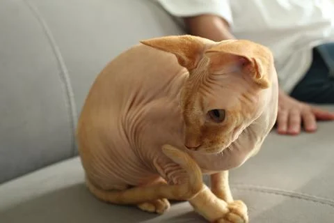 Sphinx in your arms on a gray background. Worrying cats at home Stock Photos