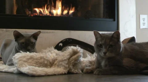 Sphynx and Tabby 動画素材 919400