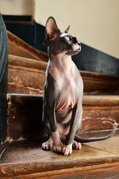 Sphynx breed cat Foto stock