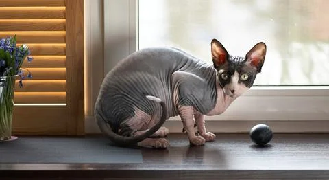 A Sphynx cat and dark easter eggs on a dark wooden table. Stock Photos