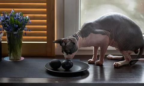 A Sphynx cat and dark easter eggs on a dark wooden table. 写真素材