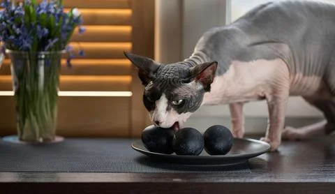 A Sphynx cat and dark easter eggs on a dark wooden table. Stock Photos