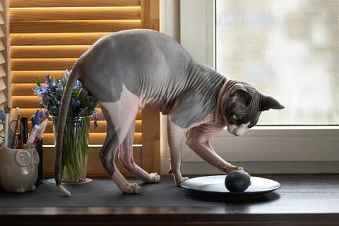 A Sphynx cat and dark easter eggs on a dark wooden table. Stock Photos