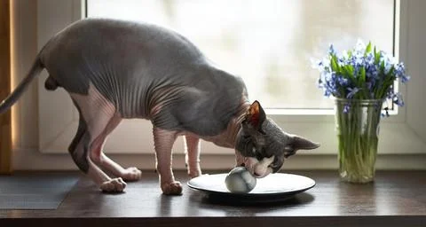 A Sphynx cat and dark easter eggs on a dark wooden table. Stock-Fotos