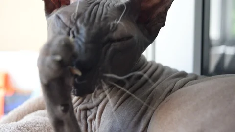 Sphynx cat, bald cat close-up lying on the windowsill Stock Footage 109495012