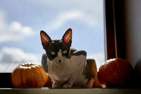 Sphynx cat behind pumpkin on window sill sunny autumn Stock-Fotos