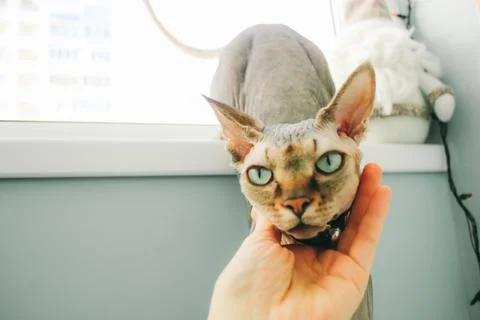 A sphynx cat being petted with soft, gentle hand, indoors near a window. Stock-Fotos
