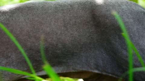 Sphynx cat breed with completely missing hair. A popular pet for people allergic Stock Footage 280561214