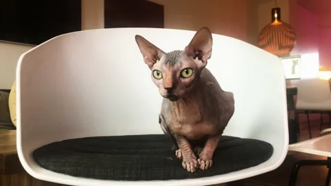 Sphynx Cat on Chair Stock Footage 165298066