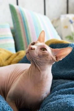Sphynx cat close up portrait looking at you Stock-Fotos