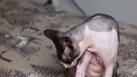 Sphynx cat in close view grooming himself on patterned indoor background Stock Footage 323402937
