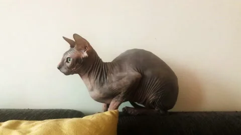 Sphynx Cat on a Couch Video stock 165298478