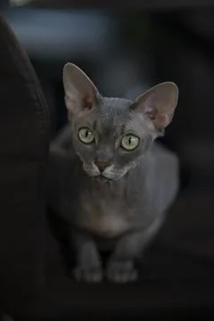 Sphynx cat on a dark background Stock Photos