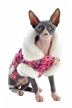 Sphynx cat dressed Stock Photos