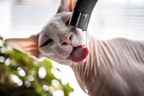 Sphynx cat drinking water from a kitchen faucet Stock Photos