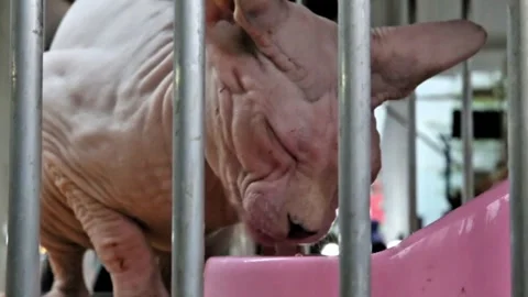 Sphynx cat drinking water using its tongue Stock Footage 299369583