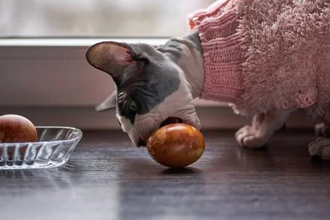 Sphynx cat is eating easter egg sitting on a window 写真素材