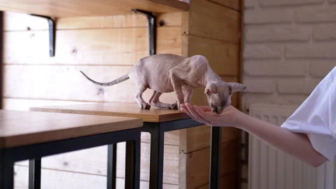 Sphynx Cat Eating Stock Footage 293169723