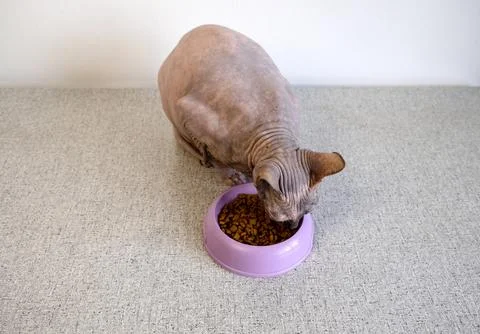 A Sphynx cat eats high-quality dry food from a lilac-colored plastic bowl Stock Photos