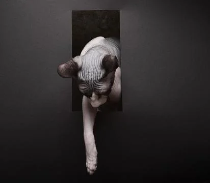 Sphynx Cat Emerging Through Frame - Fashion Forward Stock Photos