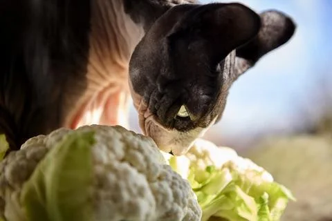 Sphynx cat exploring cauliflower by window 写真素材